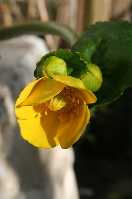 Marsh Marigold Flower